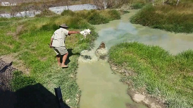 کمین تمساح ها در آب های کم عمق کوئینزلند