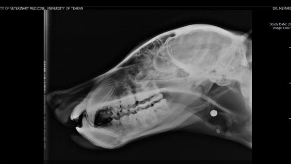 یک خرس قهوه ای در ماسال بر اثر شلیک گلوله به سرش به شدت مجروح شد