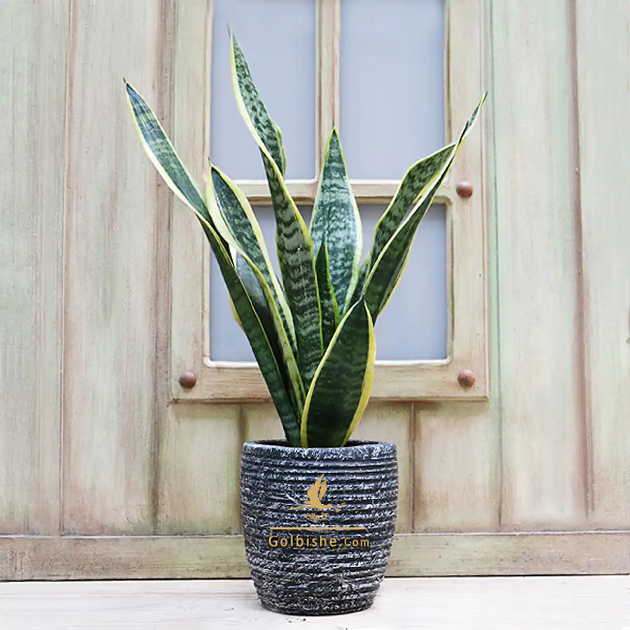 مدل گلدان برای گل سانسوریا + زیباترین مدل های گلدان ترند امسال برای گل سانسوریا