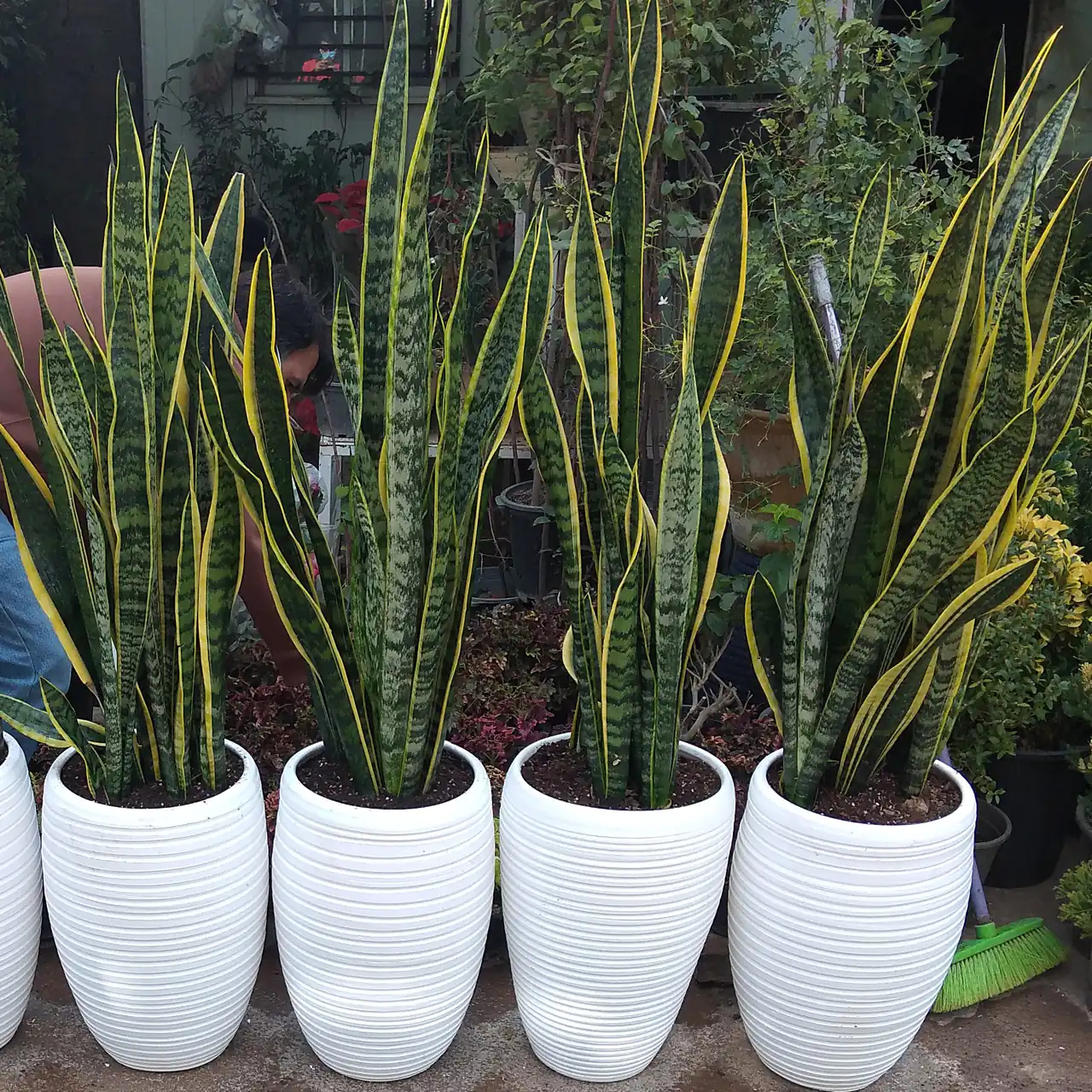 مدل گلدان برای گل سانسوریا + زیباترین مدل های گلدان ترند امسال برای گل سانسوریا