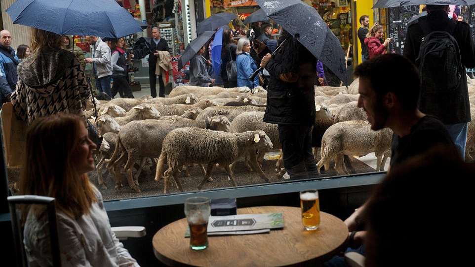 رژه گوسفندان