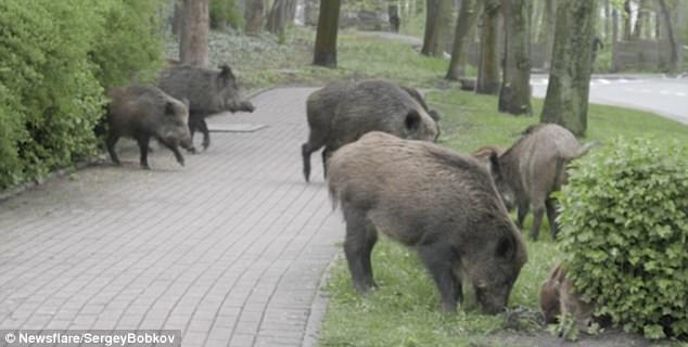رژه گرازهای وحشی در خیابانی در لهستان