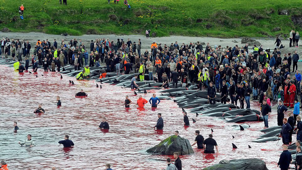 کشتار بی رحمانه نهنگ ها در جزایر فارو+تصاویر دلخراش