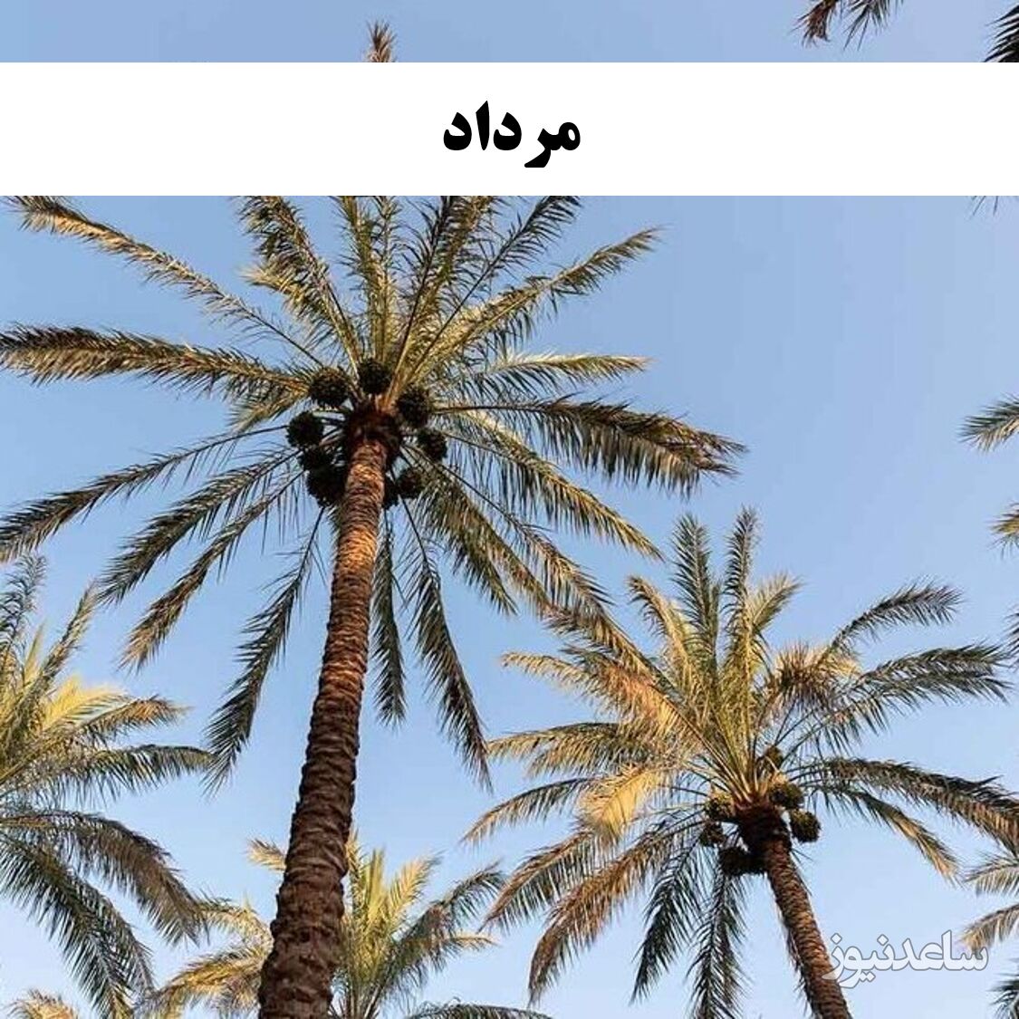 مرداد