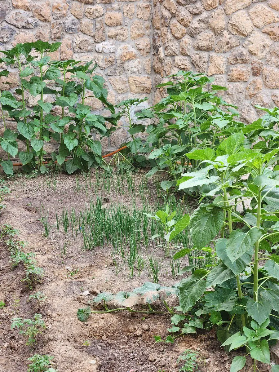 کاشت گوجه در موزه 1