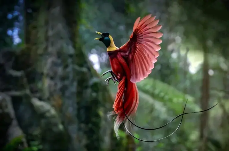 پرنده بهشتی قرمز