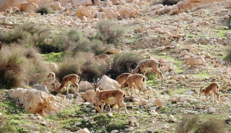 منطقه حفاظت شده چهل پا