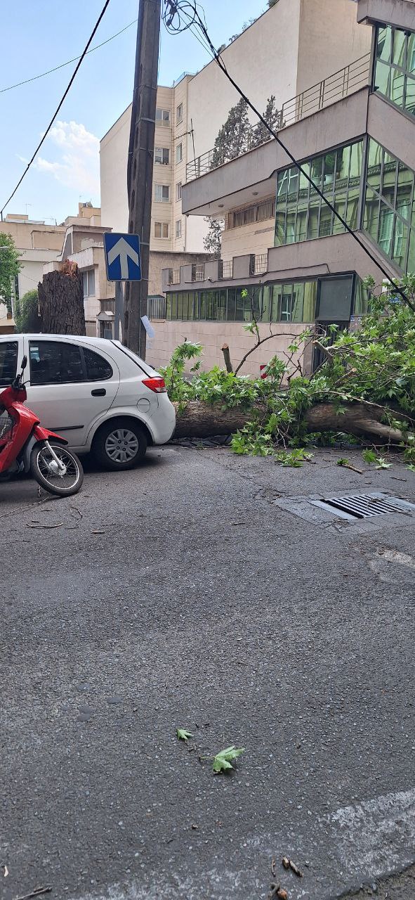 سقوط درخت بر روی تاکسی 