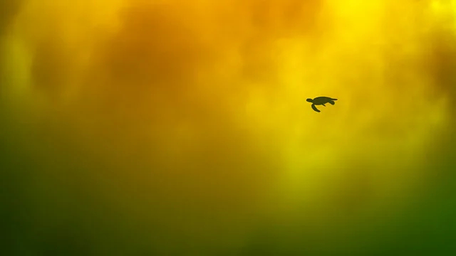 لاکپشتی دریایی در آبهای غنی از آهن در سواحل ژاپن شنا میکند. (عکاس: هیتومی تسوچیا / OPY)