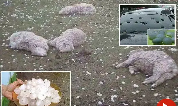تگرگ جان گوسفندان را در اسپانیا گرفت