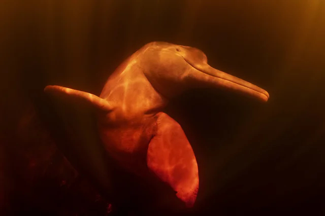 دلفینهای صورتی رودخانهای به دلیل شکار، گرفتار شدن در تورهای ماهیگیری و آلودگی در معرض خطر انقراض قرار دارند. (عکاس: حسین آقاخان)