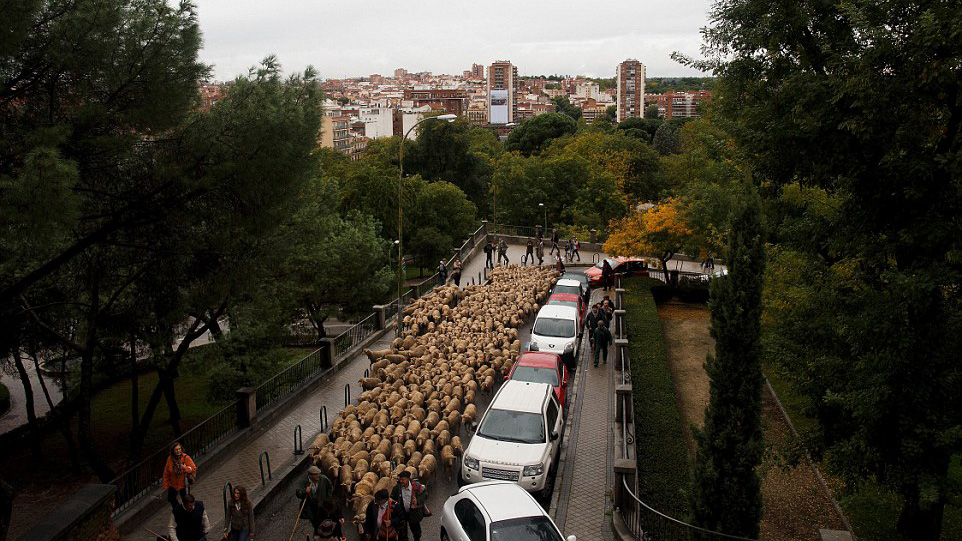 رژه گوسفندان
