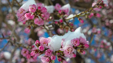 شکوفه های یخی در چهارمحال و بختیاری 