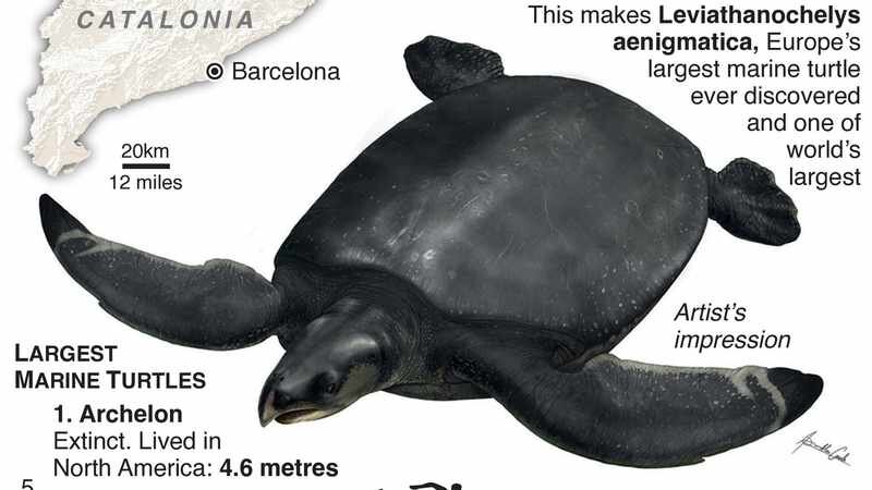 لاک‌پشت اندازه خودرو