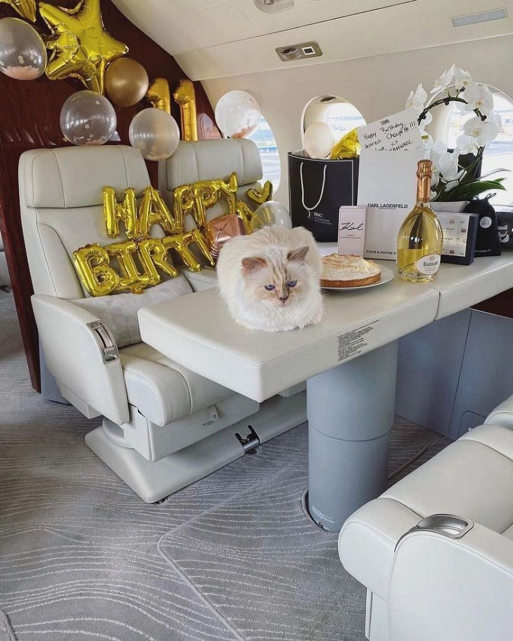 شوپت لاگرفلد یکی از مشهورترین و ثورتمندترین گربه های دنیا تولد ۱۱ سالگیش را جشن گرفت!