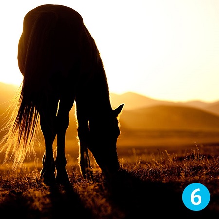 کدام اسب را بیشتر دوست دارید؟ یکی را انتخاب کنید و ببینید در مورد شخصیت شما چه می گوید