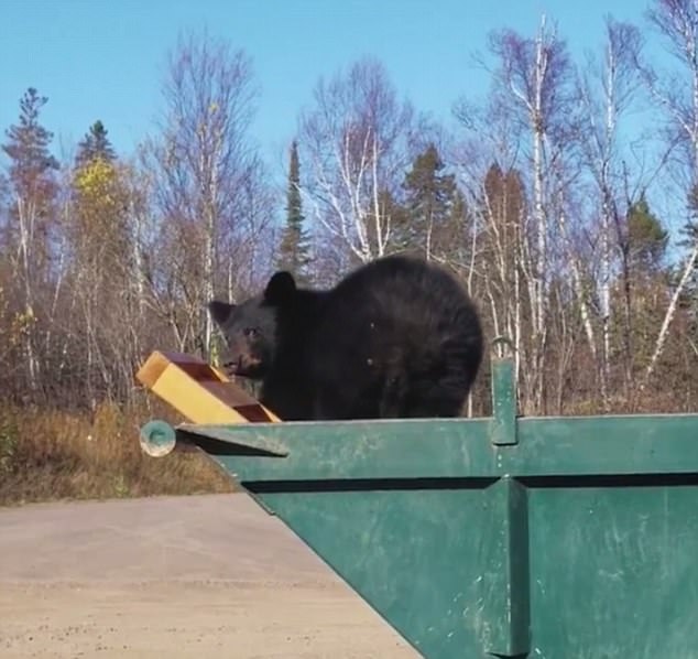 جست و جوهای خرس های گرسنه در سطل های زباله