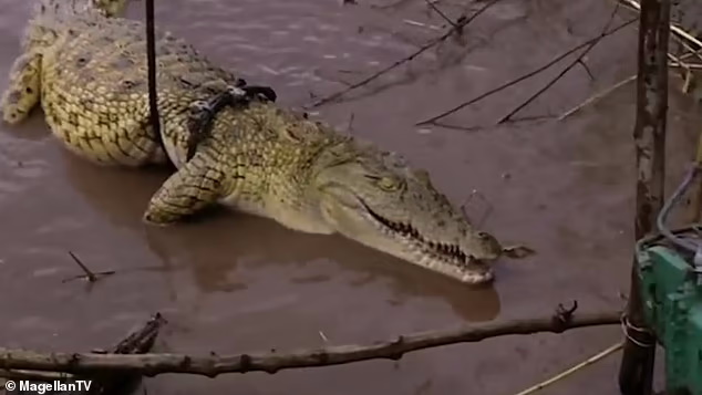 این تمساح ترسناک ۳۰۰ نفر را خورده است2
