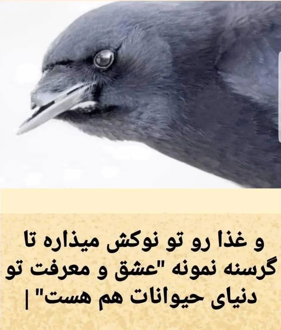 کلاغ