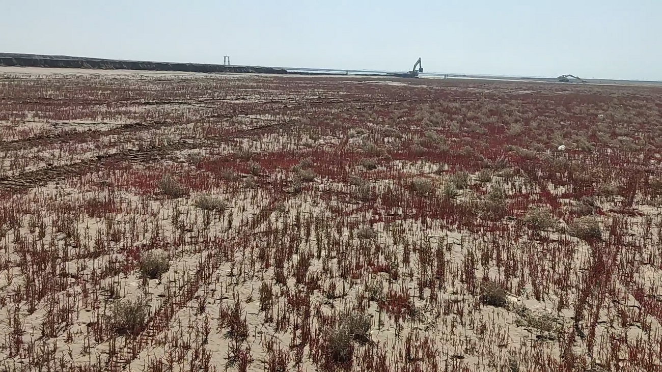 پوشش گیاهی سنبله نمکی در جزیره آشوراده