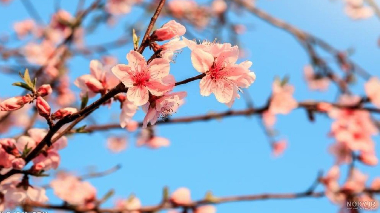 شکوفه دادن درخت هلو