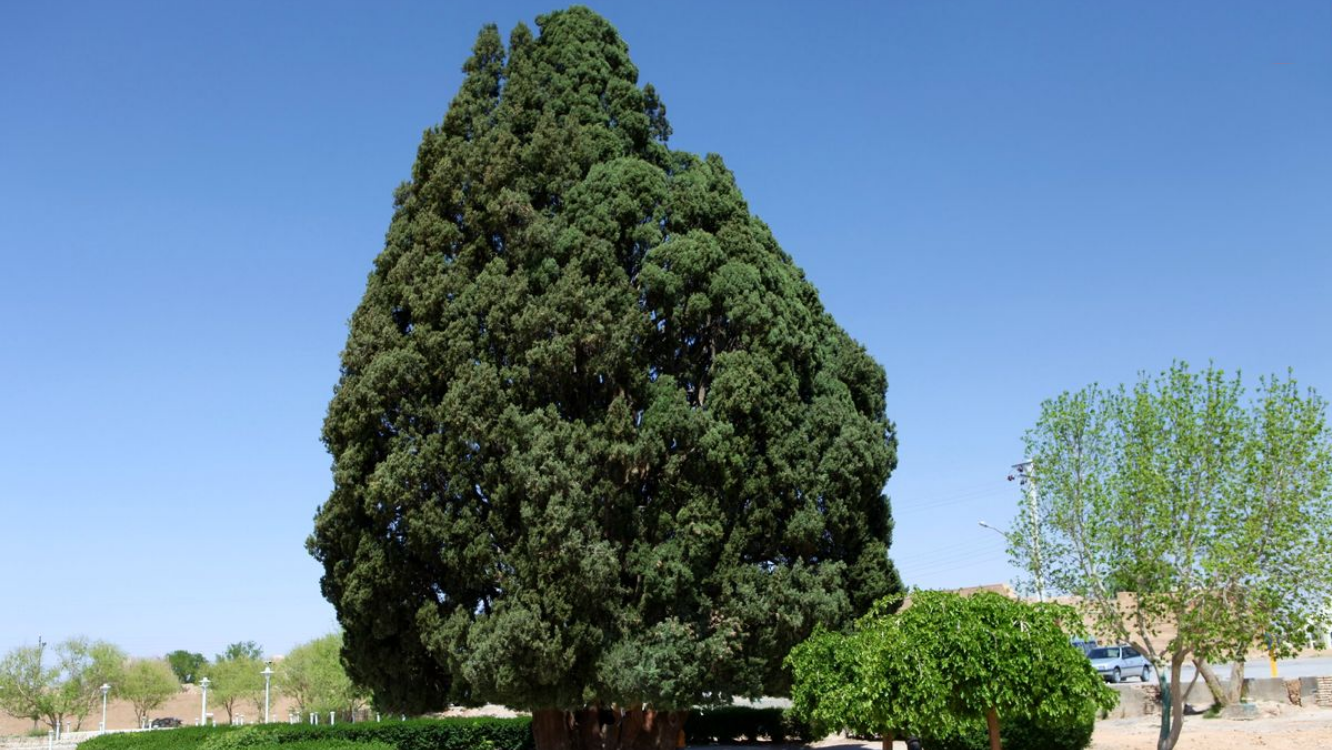 قدیمی ترین درخت سرو ایران