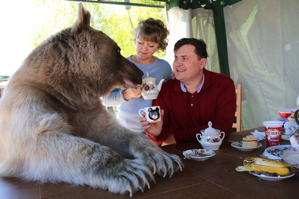 زندگی صمیمانه زوج روس با خرس غول پیکر
