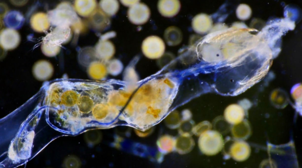 شیوع فیبرهای پلاستیکی در آب های شیرین جهان