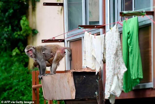 حمله میمون ها1