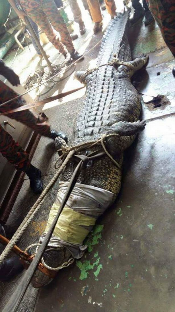 مرگ تمساح 6 متری گرفتار در فاضلاب
