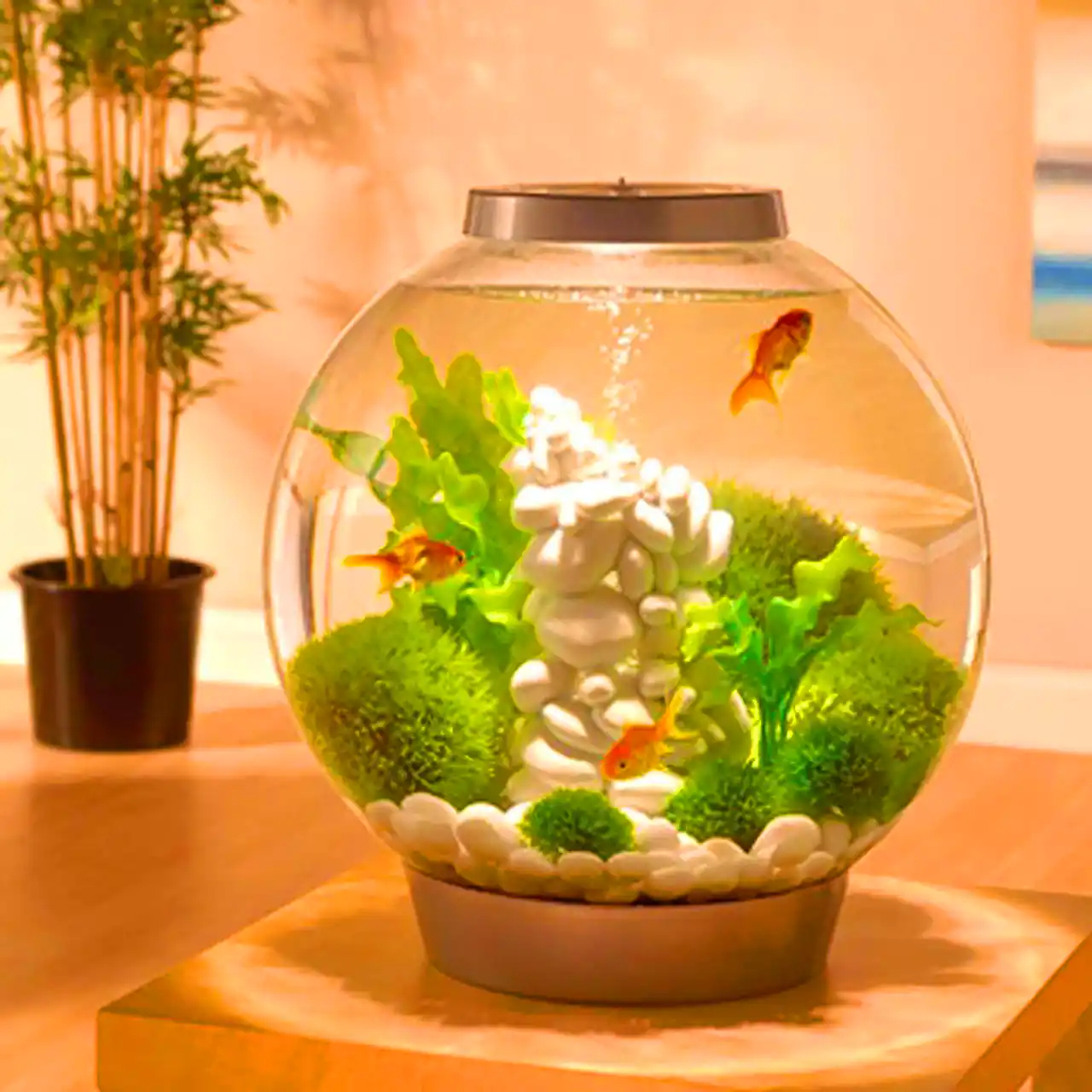 آکواریوم مدل مینی شیشه ای