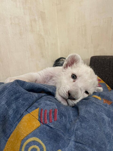 تولد یک شیر سفید1