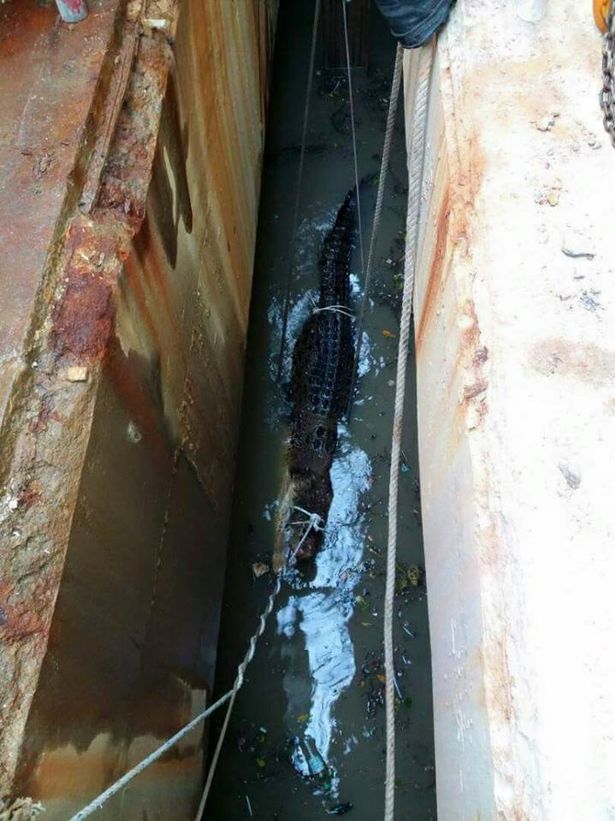 مرگ تمساح 6 متری گرفتار در فاضلاب