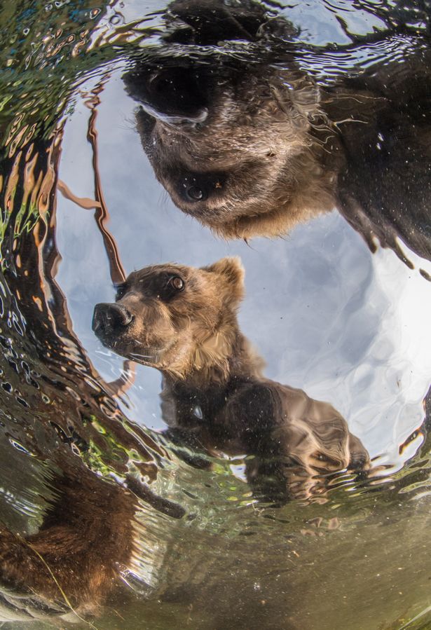 بازی دیدنی یک خرس با دوربین