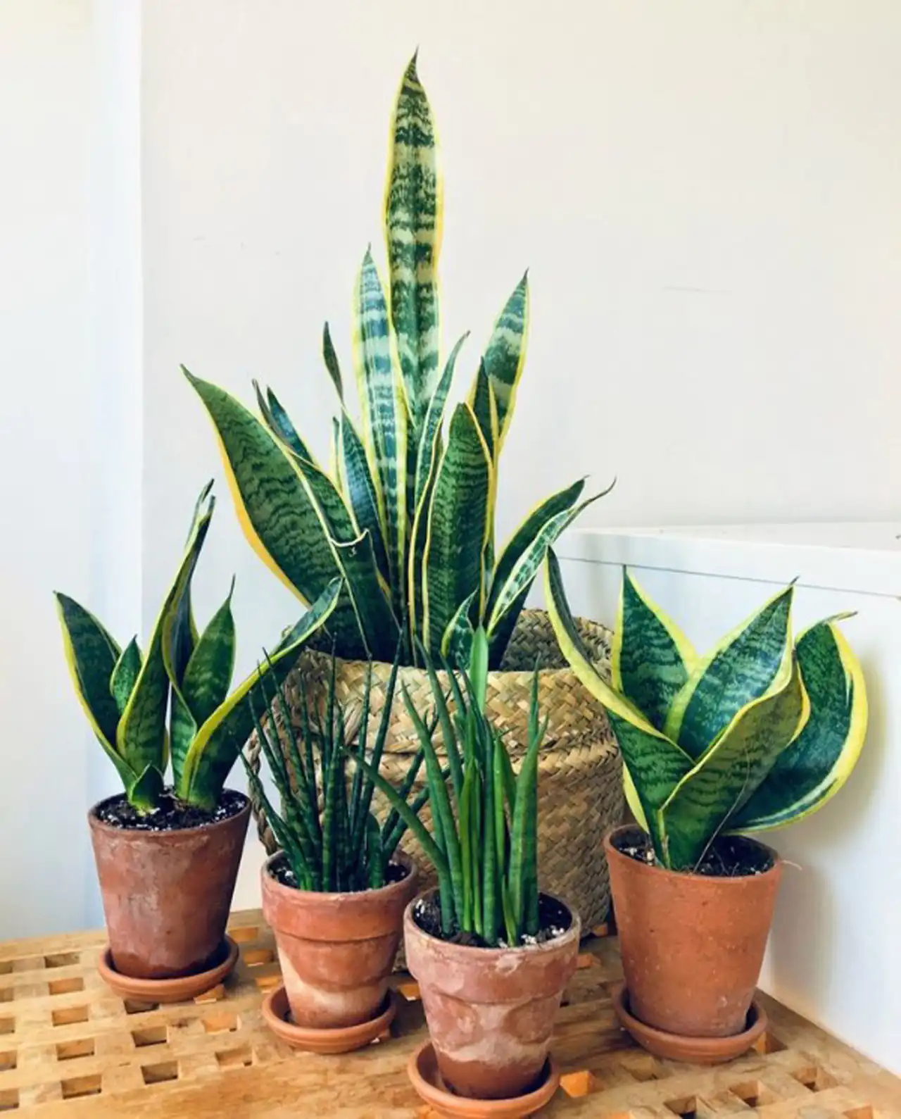 مدل گلدان برای گل سانسوریا + زیباترین مدل های گلدان ترند امسال برای گل سانسوریا