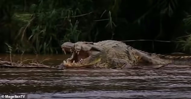 این تمساح ترسناک ۳۰۰ نفر را خورده است1
