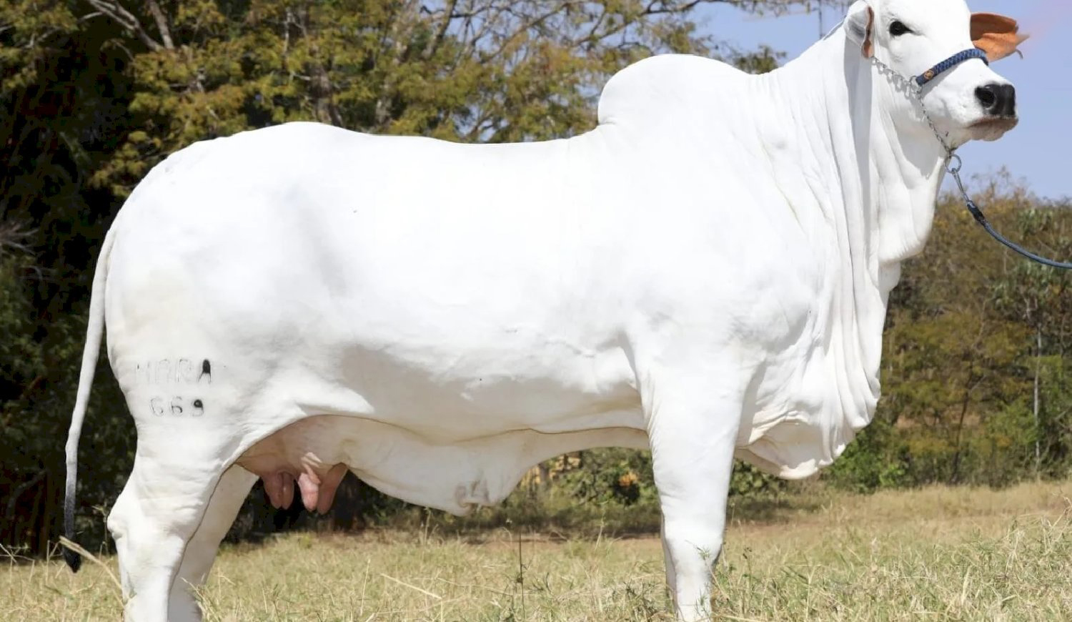 گران ترین گاو جهان