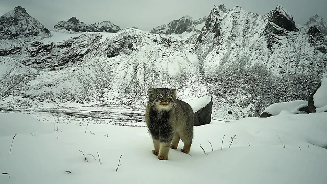 گربه پالاس در ارتفاعی نزدیک به ۵ هزار متر از سطح دریا، در دره دورافتاده ماگو چو در هند، به دوربین تلهای خیره شده است. (عکاس: WWF هند)