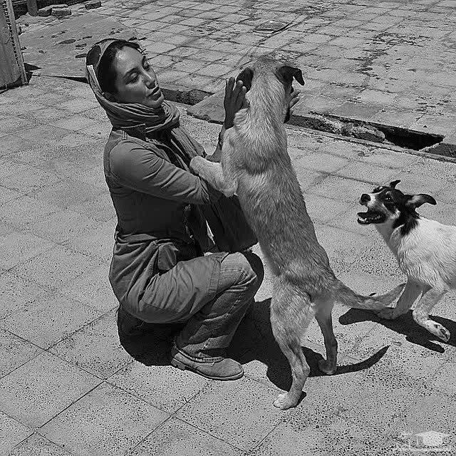 غذا دادن هدیه تهرانی به سگ ها