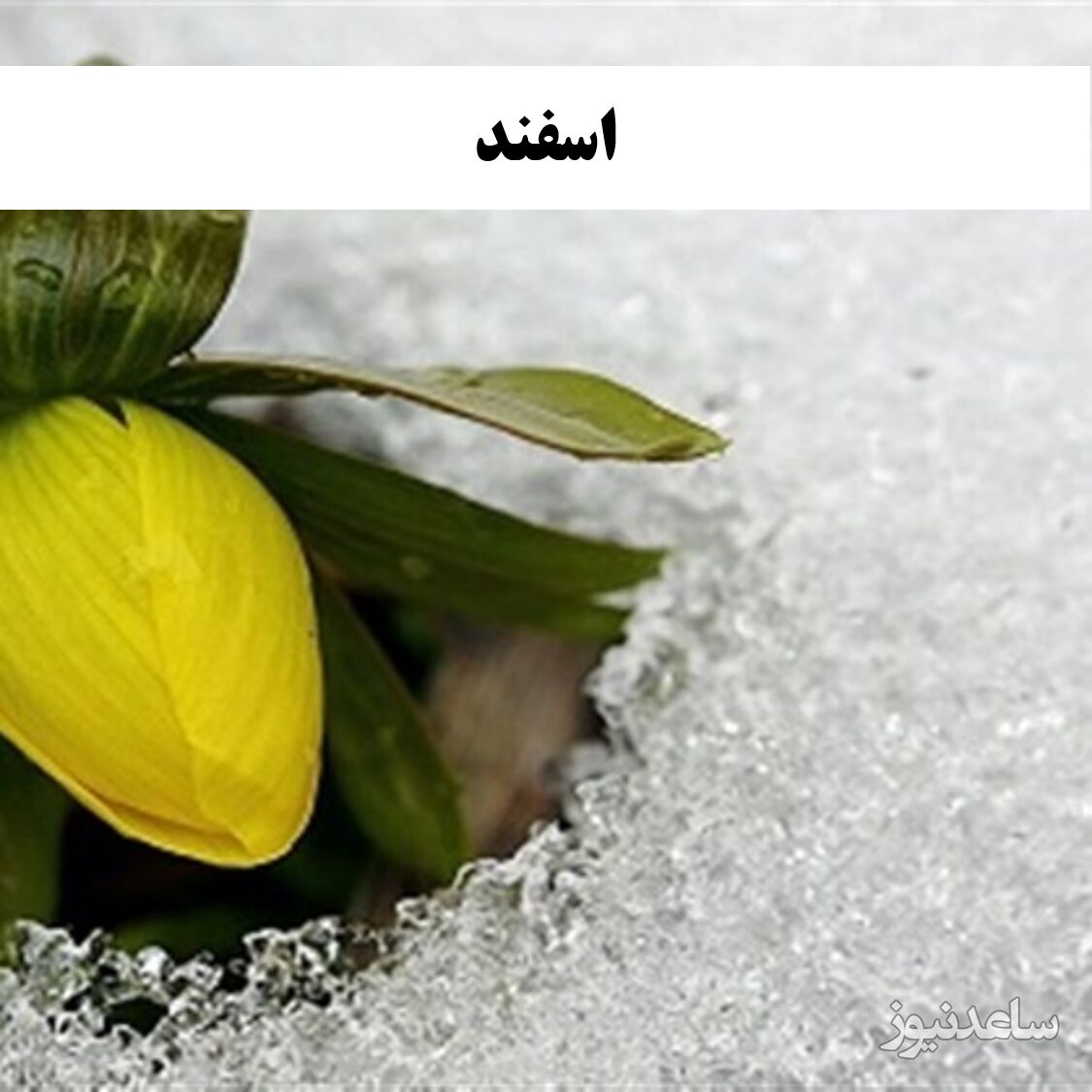 اسفند