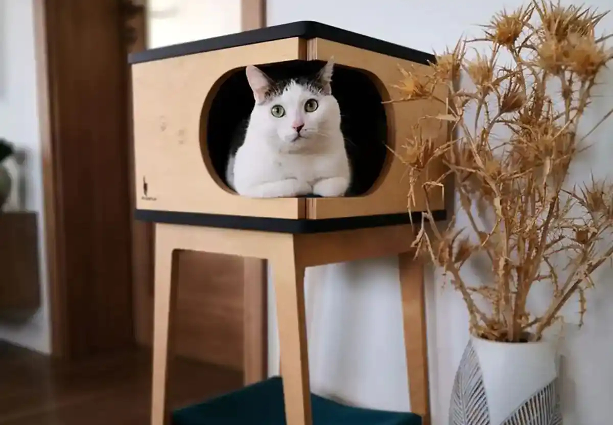 باکس چوبی حیوانات وحشی
قفس خرگوش بباکس چوبی حیواناتزرگ
اسباب بازی خرگوش
باکس چوبی حیوانات اهلی
باکس چوبی حیوانات
