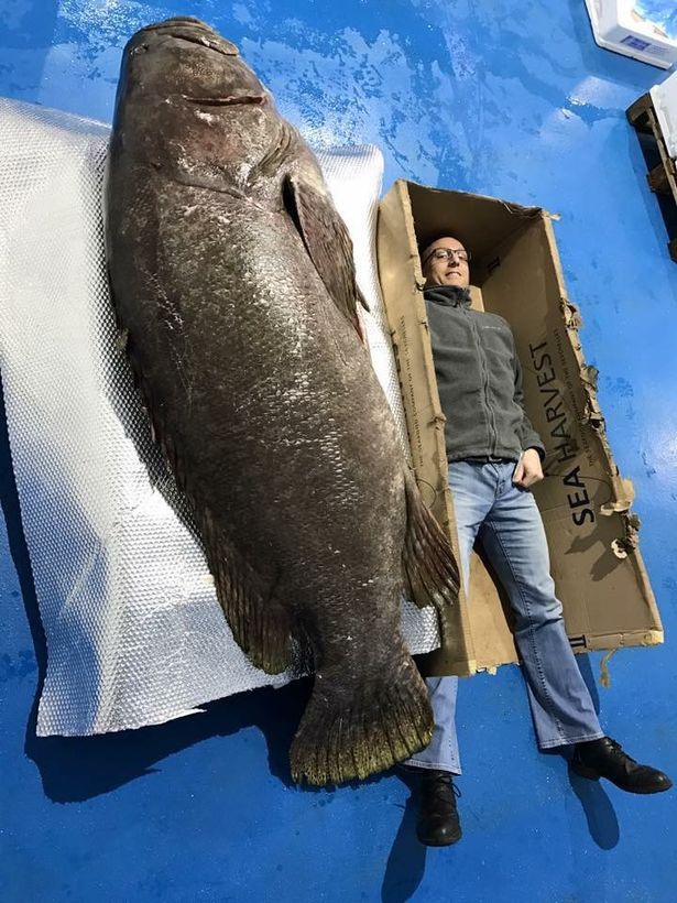صید ماهی بزرگ