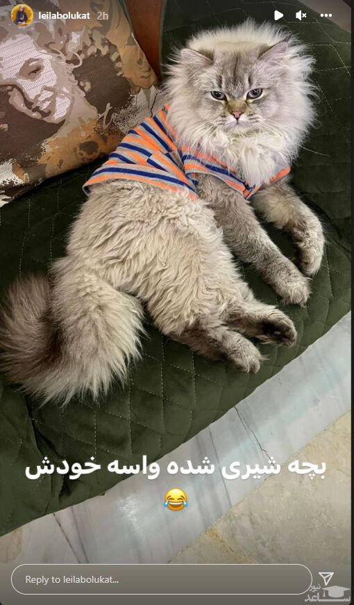 گربه لیلا بلوکات