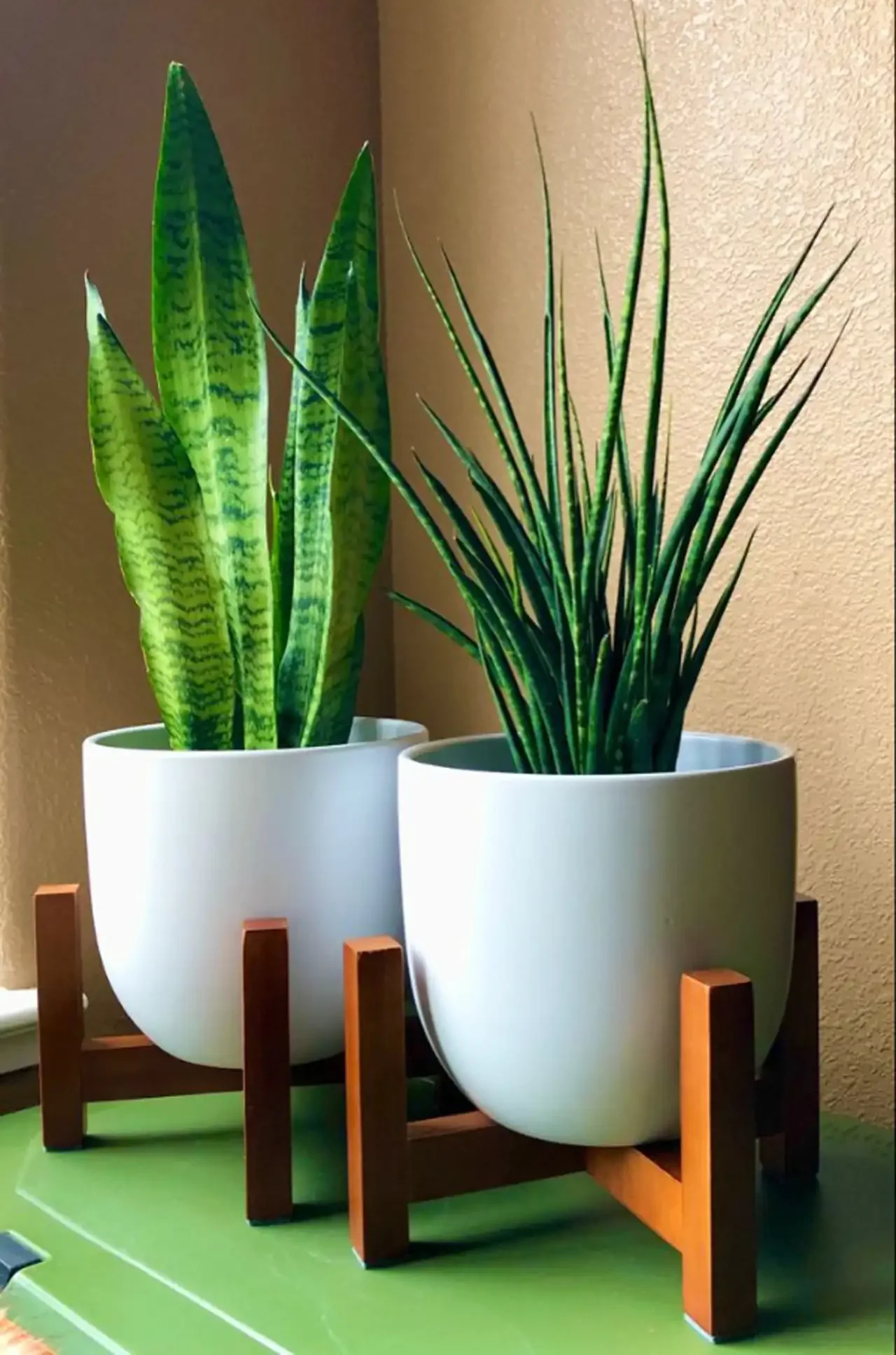 مدل گلدان برای گل سانسوریا + زیباترین مدل های گلدان ترند امسال برای گل سانسوریا