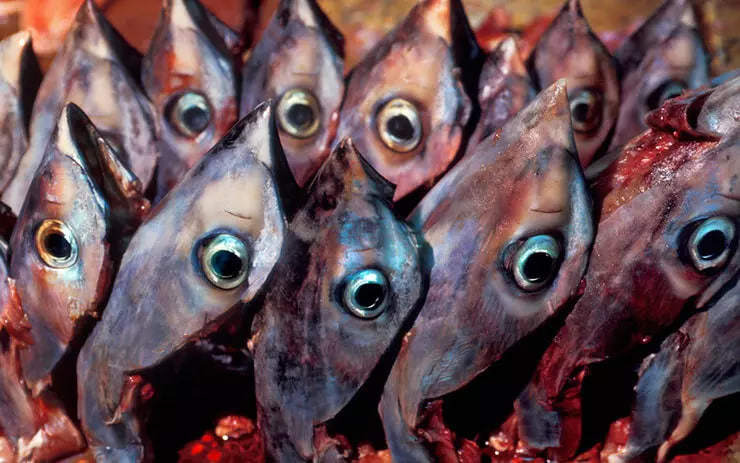 Tuna eyeballs