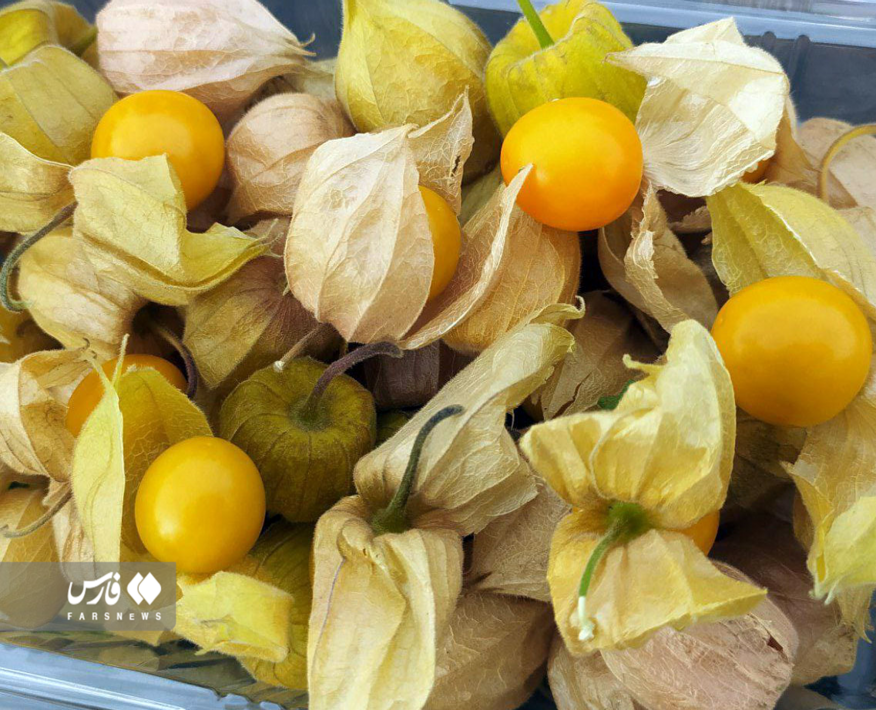 گران ترین میوه ایران فیسالیس