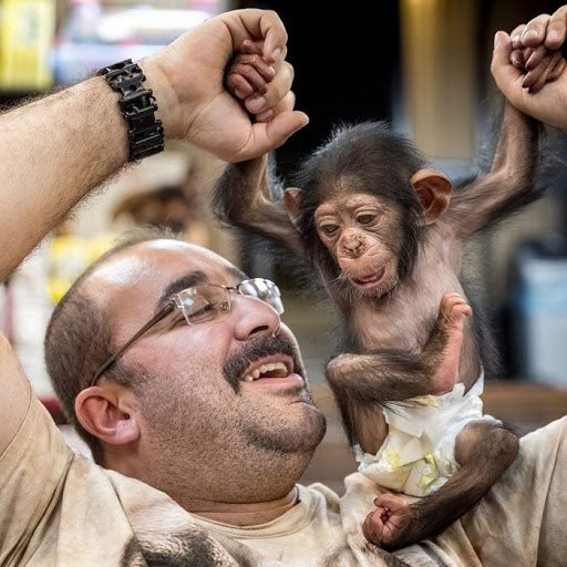 شامپانزه ایرانی