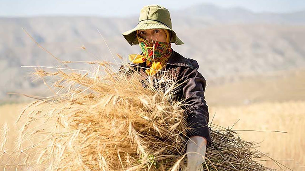 گندمکار - گندمکاران - کشاورز - کشاورزان - زمین زراعی - کشت گندم - برداشت گندم