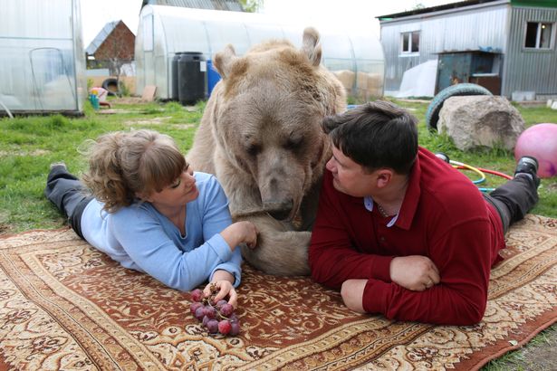 زندگی صمیمانه زوج روس با خرس غول پیکر