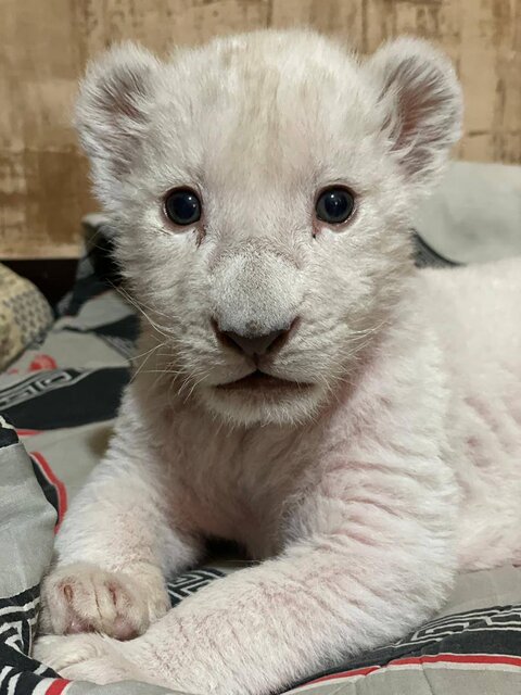 تولد یک شیر سفید2